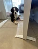DogSpace - Zestaw startowy dla szczeniąt